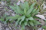 Lousewort